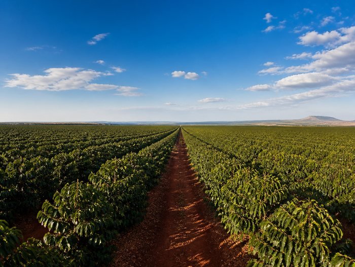 Rows of coffee trees across the red-soil plateau of the Cerrado